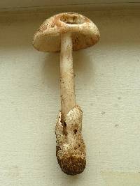 Amanita volvata image