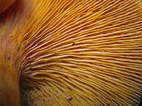 Omphalotus olearius image