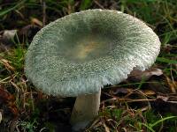 Russula parvovirescens image