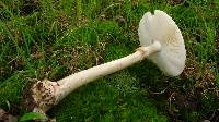 Amanita brunnescens image