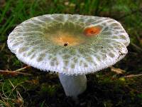 Russula parvovirescens image