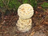 Amanita amerimuscaria image