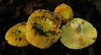 Russula aurea image