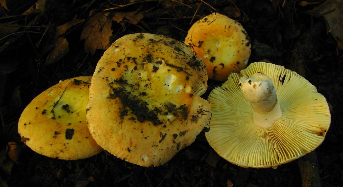 Russula aurea image