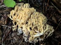 Ramaria thiersii image