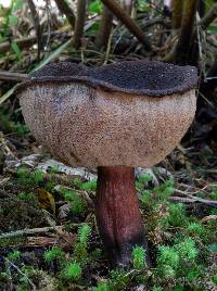 Porphyrellus brunneus image