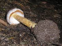 Battarrea phalloides image