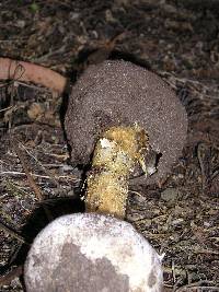 Battarrea phalloides image