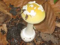 Amanita praecox image