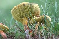 Boletus rubellus image