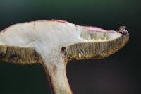 Boletus rubellus image