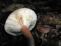 Lactarius quietus var. incanus image