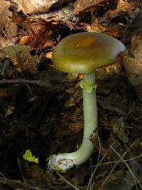 Amanita flavorubens image