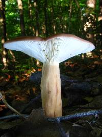 Lactarius volemus image