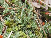 Cladonia squamosa image