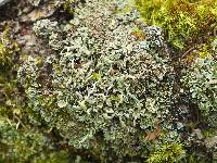 Cladonia ochrochlora image