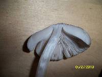 Pluteus longistriatus image