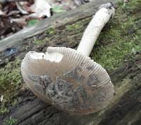 Amanita borealisorora image