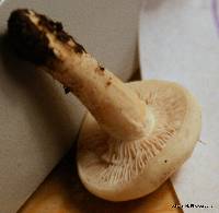 Agrocybe dura image