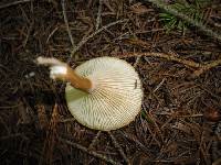 Clitocybe gibba image