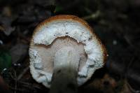 Stropharia hardii image