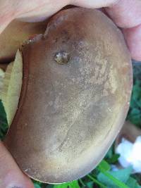 Boletus variipes image