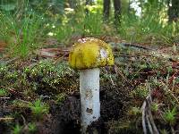 Amanita flavorubens image