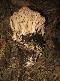 Ramaria acrisiccescens image