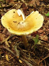 Amanita sect. Vaginatae image