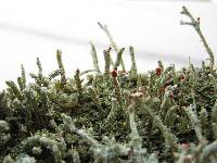 Cladonia didyma image