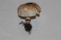 Lepiota lilacea image