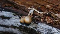 Mycena overholtsii image