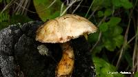 Suillus viscidus image