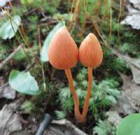 Entoloma salmoneum image