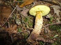 Boletellus chrysenteroides image