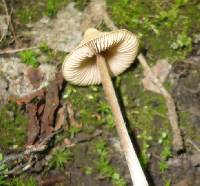 Entoloma conicum image