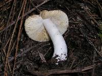 Russula abietina image