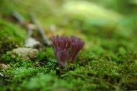 Clavaria zollingeri image