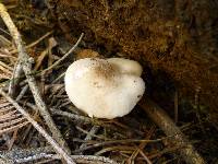 Pluteus petasatus image