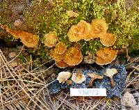 Coltricia perennis image