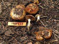 Pholiota highlandensis image