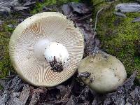 Russula aeruginea image