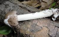 Amanita sect. Vaginatae image