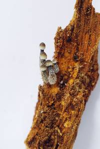 Mycena abramsii image