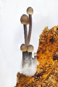 Mycena abramsii image