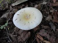 Amanita albocreata image