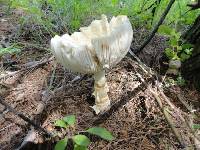 Amanita chrysoblema image