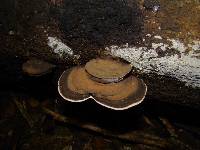 Ganoderma australe image