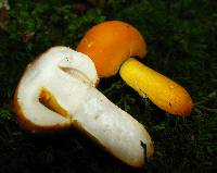 Russula flavida image