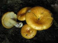 Lactarius croceus image